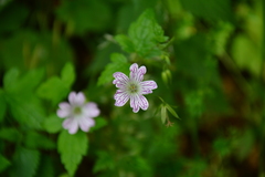 Geranium versicolor