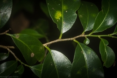 Casearia multinervosa