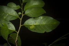 Casearia multinervosa