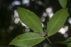 Bouchardatia neurococca