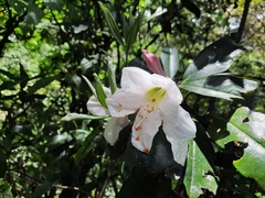 Rhododendron maddenii