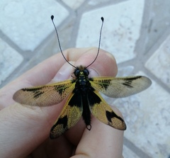 Libelloides macaronius