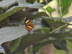 Placidina euryanassa