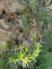 Artemisia campestris