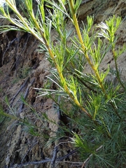 Artemisia campestris