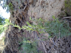 Artemisia campestris