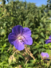 Geranium pratense