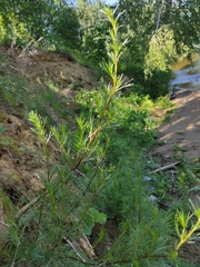 Artemisia campestris