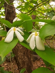 Gardenia resinifera