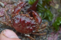Glebocarcinus oregonensis