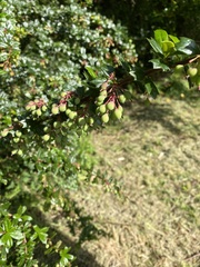 Berberis vulgaris
