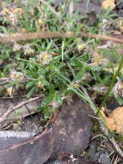 Xanthosia
