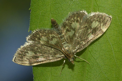 Anania coronata