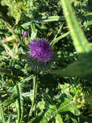 Cirsium vulgare