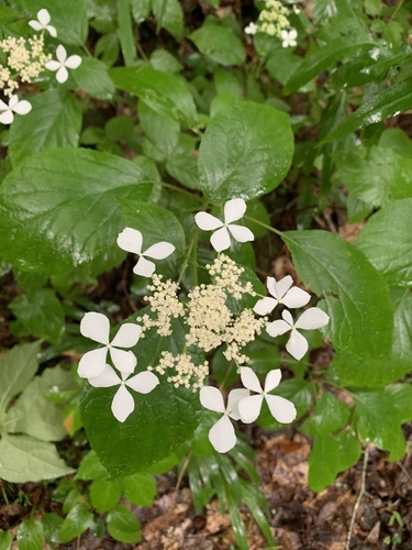 Hydrangea arborescens