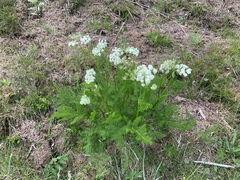 Meum athamanticum