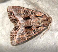 Lacanobia subjuncta