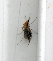 Ochlerotatus