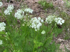 Meum athamanticum