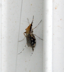 Ochlerotatus