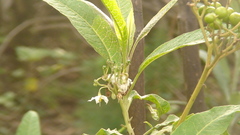 Solanum pubigerum