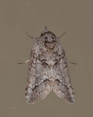 Nycteola polycyma