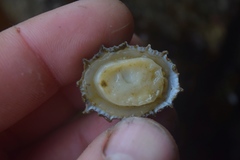 Puncturella cucullata