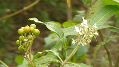 Solanum pubigerum