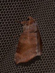 Bastilla hamatilis