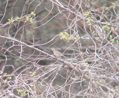 Anthus hodgsoni