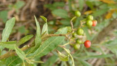 Solanum pubigerum