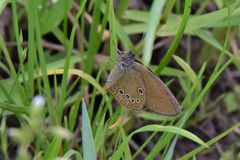 Coenonympha oedippus