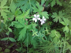 Geranium krylovii
