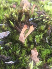 Clavulina vinaceocervina