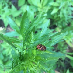 Graphosoma italicum italicum