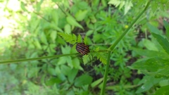 Graphosoma italicum italicum