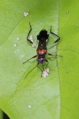 Artemidorus