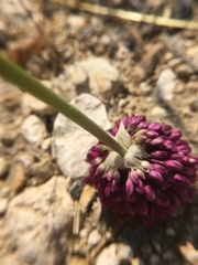 Allium
