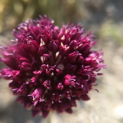 Allium