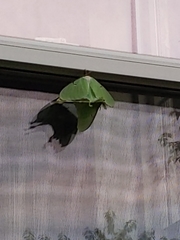 Actias luna