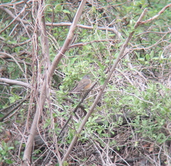 Turdus obscurus