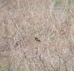 Ficedula zanthopygia