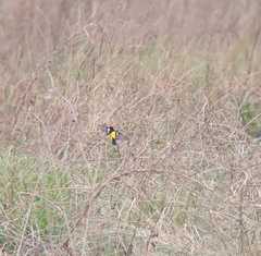 Ficedula zanthopygia