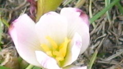 Zephyranthes brevipes