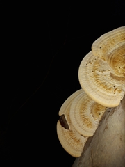 Trametes orientalis