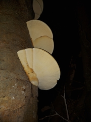 Trametes orientalis