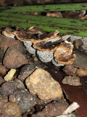 Hydnellum auratile