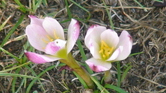 Zephyranthes brevipes