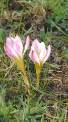 Zephyranthes brevipes