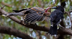 Channel-Billed Cuckoo photo 5